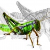 кузнечик