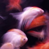 Red Fish