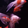 Red Fish