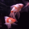 Red Fish