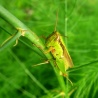 Кузнец