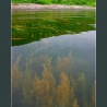 Подводные сады