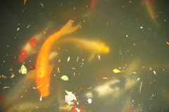 Ненаживина Ольга. «Путешествие»